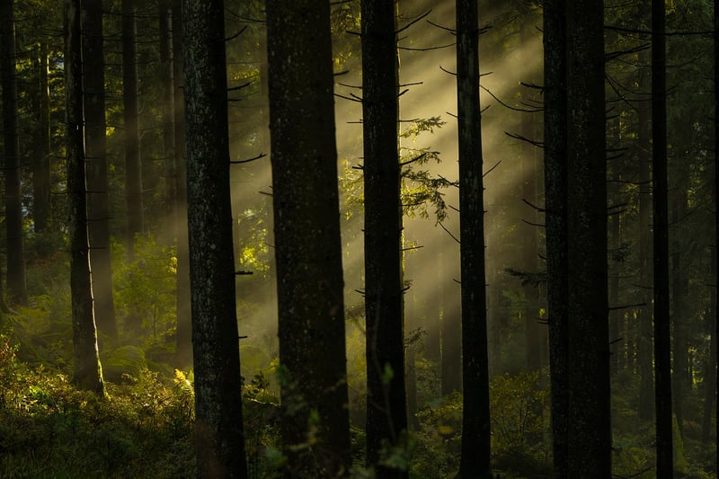 Mystical Woodland Atmosphere